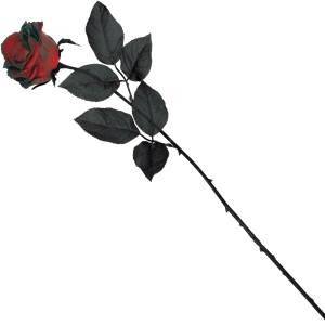 Rosa sangue vermelha