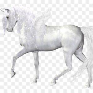 Believe In Unicorns