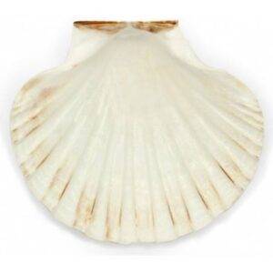Concha Pecten -Vieira 11-12 cm