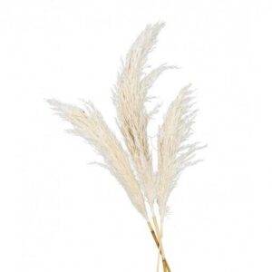 3 Flores Naturais Pampas 100-135 cm