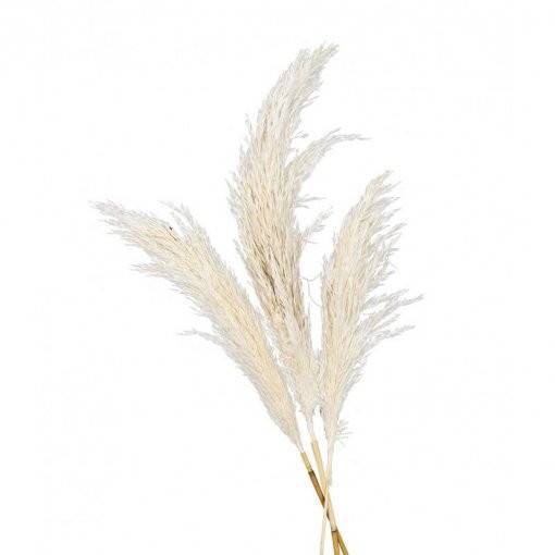 3 Flores Naturais Pampas 100-135 cm