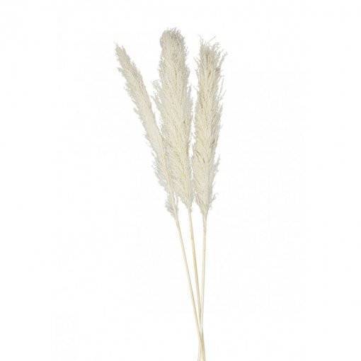 6 Flores Naturais Pampas 65-75 cm