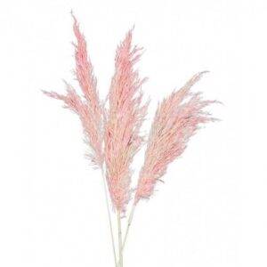 6 Flores Naturais Pampas 65-75 cm Rosa Claro
