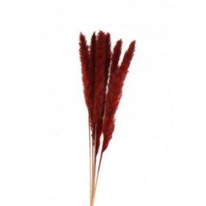 6 Flores Naturais Pampas 65-75 cm Burgundy