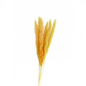 6 Flores Naturais Pampas 65-75 cm Mostarda