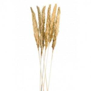 6 Flores Naturais Pampas 65-75 cm Creme